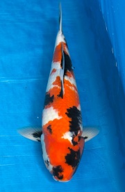 12-昭和三色-45cm-公-2016年產-3000起標-(強度p3-2017元大昭和拍...