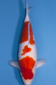 44-紅白-64cm-母-2017產-5000起標-(2019聯拍-江語)-01