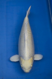 39-白金(日本丸堂產)-54cm-母-(國際錦鯉養殖場)