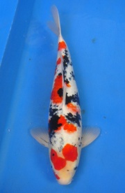 21-桃子大正-53cm-公-2014年產-(2016明宏錦鯉園拍賣會)