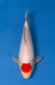 20-丹頂-34cm-不明