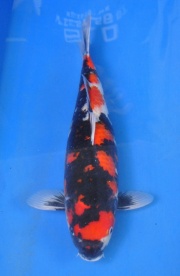 07-貞子昭和-52cm-母-2014年產-(2016明宏錦鯉園拍賣會)-1