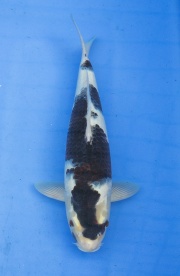 38-葡萄衣(日本丸新養魚場產)-42cm-公-(國際錦鯉養殖場)