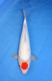 54) 愛鯉家銘鯉苑  - 丹頂 35cm 母