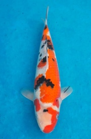 21-元大錦鯉園-大正-32CM