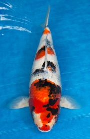 17-昭和三色(本場會粗大)-52cm-母-2016年產-5000起標-(強度p3-201...