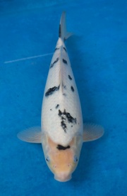 22-元大錦鯉園-別光-35CM