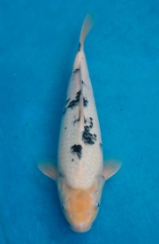 31-元大錦鯉園-別光-34CM