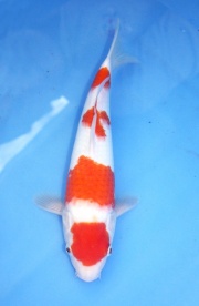 23) 愛鯉家銘鯉苑  - 紅白 31cm