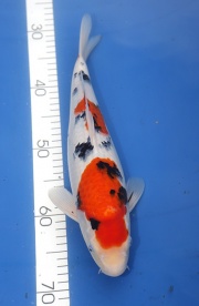 49(億來錦鯉)-大正三色-38cm--公母不明-2015產