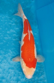 15.元大錦鯉園-紅白-37CM-母