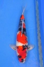 22-真子昭和-47cm-公-2014年--(2016明宏錦鯉園拍賣會)