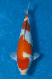 48-紅白-36cm-母魚--(寶源錦鯉養殖場-2015)