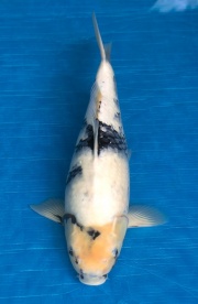 29-白寫(45cm-母-2016年產-3000起標-(強度p3-2017元大昭和拍賣會)-1