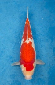44-元大錦鯉園-紅白-43CM