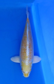 55) 愛鯉家銘鯉苑  -  貼分 48cm