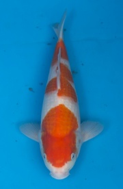 27-紅白-31cm-不明-2015年產-(2016愛鯉家銘鯉苑-1)-1