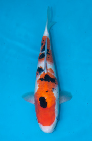 33-大正三色-41cm-母-2019年產-3000起標-(超越最终回--2020元大...