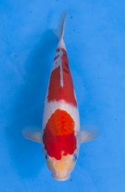 24-大正三色-34cm-母-2015年產-(2016江語鯉苑首場拍賣會)