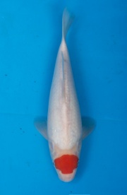 25-丹頂-32cm-母-2015年產-(2016愛鯉家銘鯉苑-1)-1