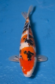 28-大正三色(錢豹產)-43cm-母--2015年產-(102part2-御三家-2016)