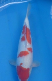 善緣紅白，48cm，母魚保證！