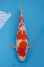 42-楓林養魚場-紅白-37CM