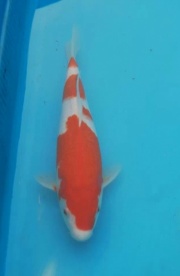 桃園愛鯉協會參賽魚