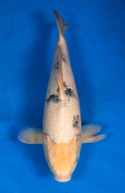 31-別光-40cm-不明