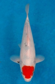 37-元大錦鯉園-丹頂三色-32CM