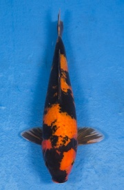 41-紅寫-36cm-不明