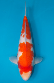 32-紅白-49cm-母-2019年產-5000起標-(超越最终回--2020元大拍賣...