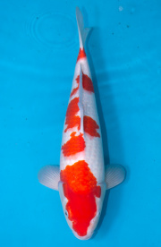 45-紅白-45cm-公-2019年產-3000起標-(超越最终回--2020元大拍賣...