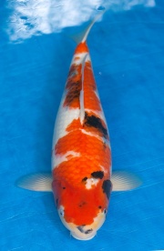 03-昭和三色-50cm-母-2016年產-5000起標-(強度p3-2017元大昭和拍...