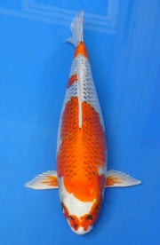 27-孔雀-52cm-母-2013年產-(2016明宏錦鯉園拍賣會)