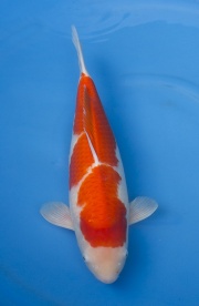 10(元大錦鯉園)-紅白-46cm-2014產