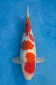 01-元大錦鯉園-紅白-43CM