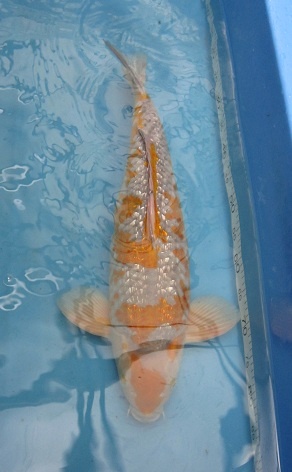 102/2/11银鳞落叶59cm