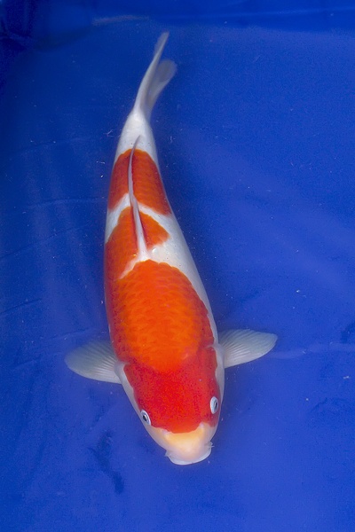 20130316台锦网联合拍卖会拍摄活动抢先报-1 台中御三家锦鲤