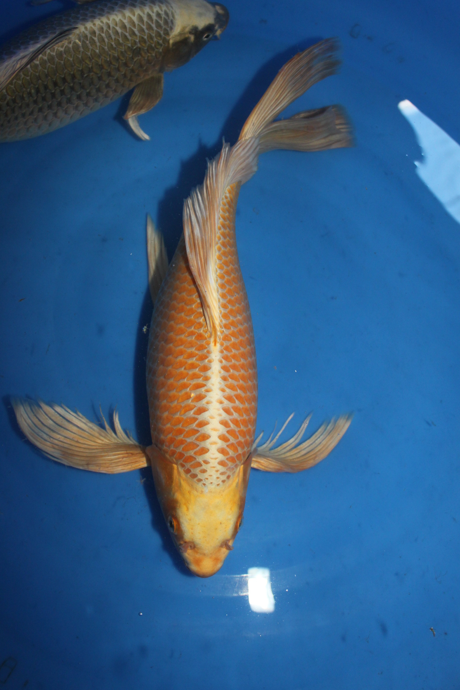 【龙凤呈祥】 - 台湾锦鲤网讨论区 - 台湾锦鲤网