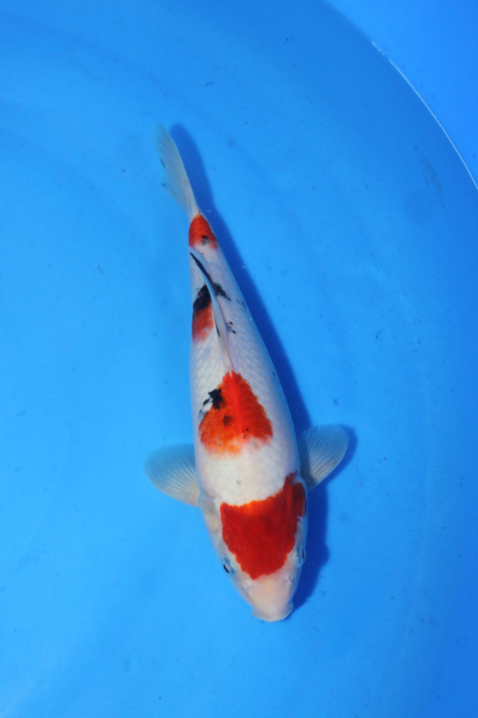 【肌如白雪的两尾大正三色】 - 台湾锦鲤网讨论区 - 台湾锦鲤网