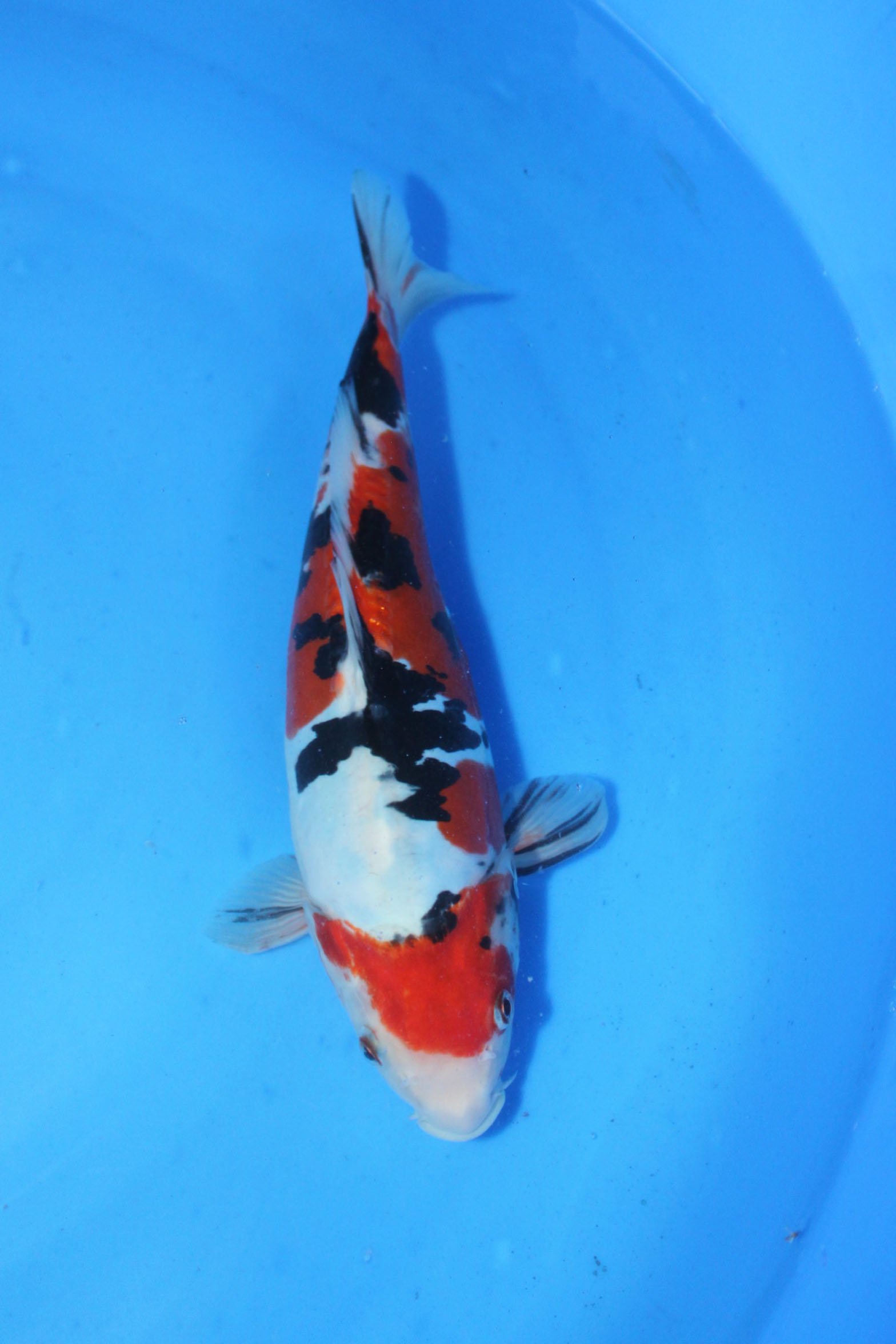 【肌如白雪的两尾大正三色】 - 台湾锦鲤网讨论区 - 台湾锦鲤网