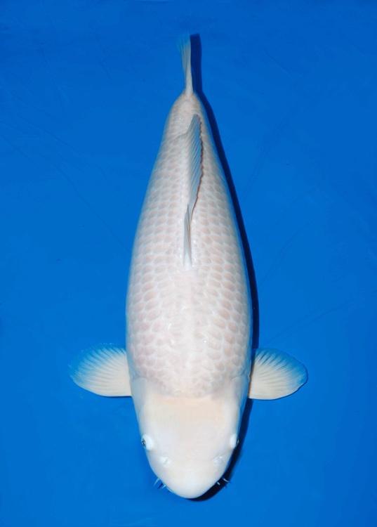 po一只顶极白菜头让大家看看   好的白菜头一点都不输黄金,白金