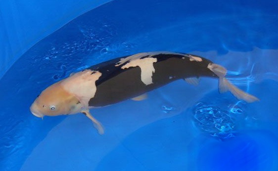 九纹龙出墨事 一问 - 新手入门讨论区 - 台湾锦鲤网