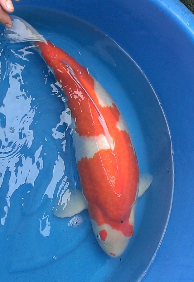 0^. - 台湾锦鲤网讨论区 - 台湾锦鲤网