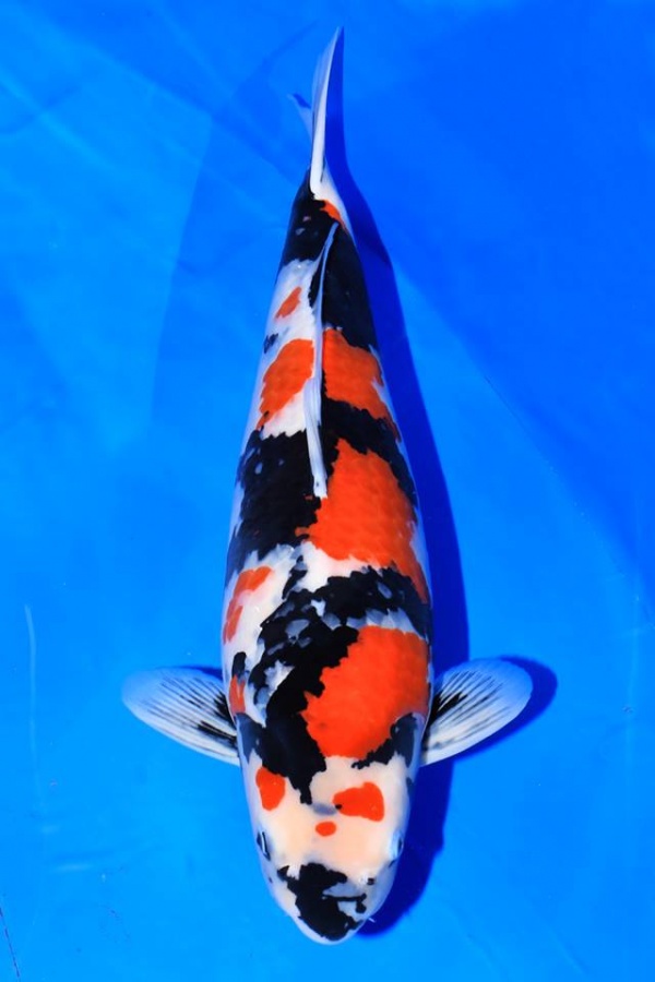 台湾锦鲤网讨论区 69 日本若鱼大赛   个人觉得头空了点,不过红黑