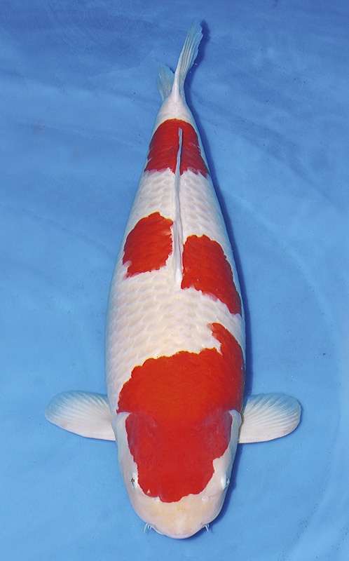 分享 - 第2页 - 台湾锦鲤网讨论区 - 台湾锦鲤网