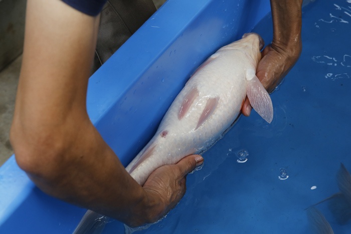 05-红白-51cm-母鱼