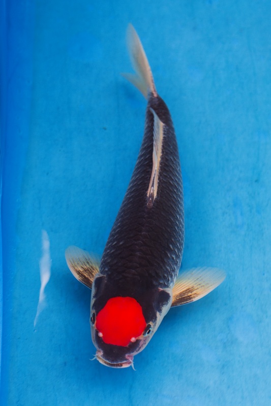 极度强烈-丹顶黑五色 - 第2页 - 台湾锦鲤网讨论区 - 台湾锦鲤网