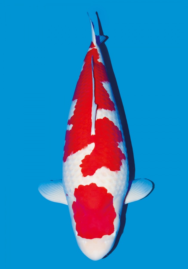 2015新泻农业祭冠军 - 台湾锦鲤网讨论区 - 台湾锦鲤网